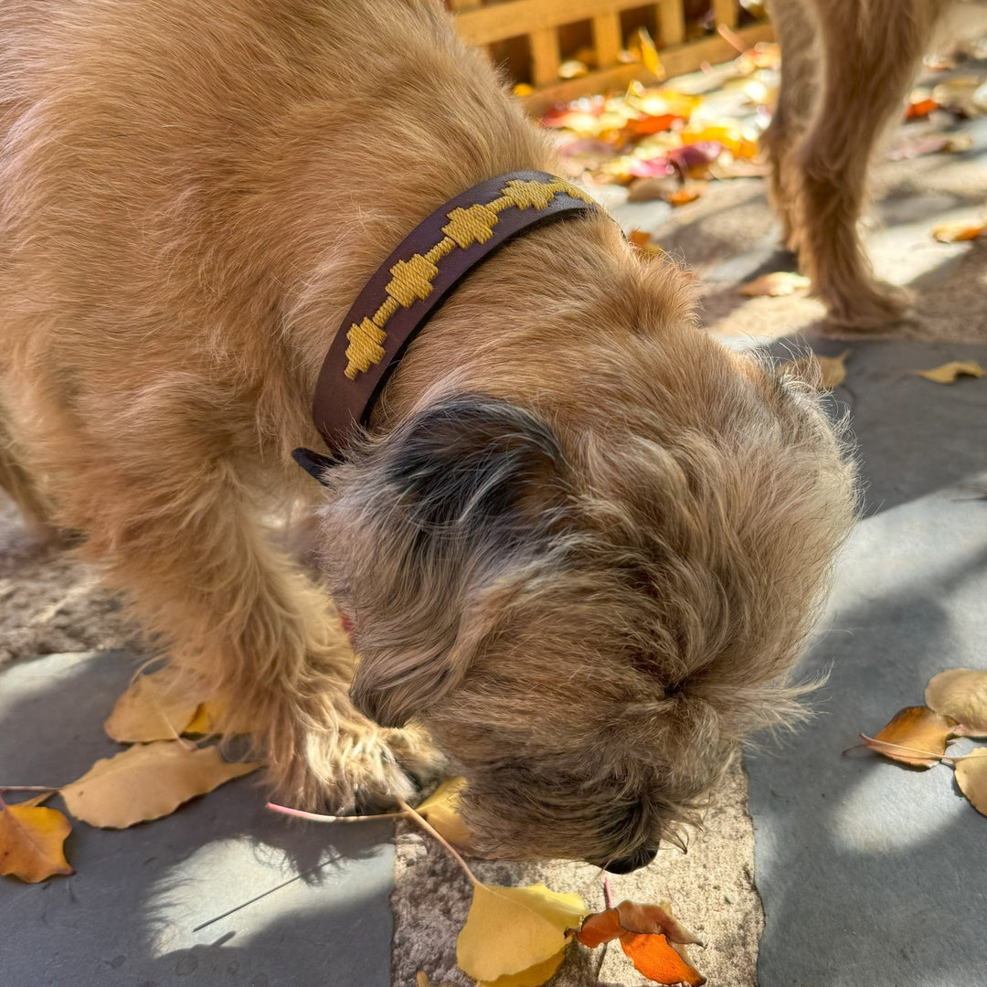 A brown, scruffy dog wearing the Georgie Paws Polo Bark Collar in Wheat sniffs fallen yellow leaves on a stone path. Sunlight highlights its fur and the leaves, while a wooden fence and another dog's legs are visible in the background.