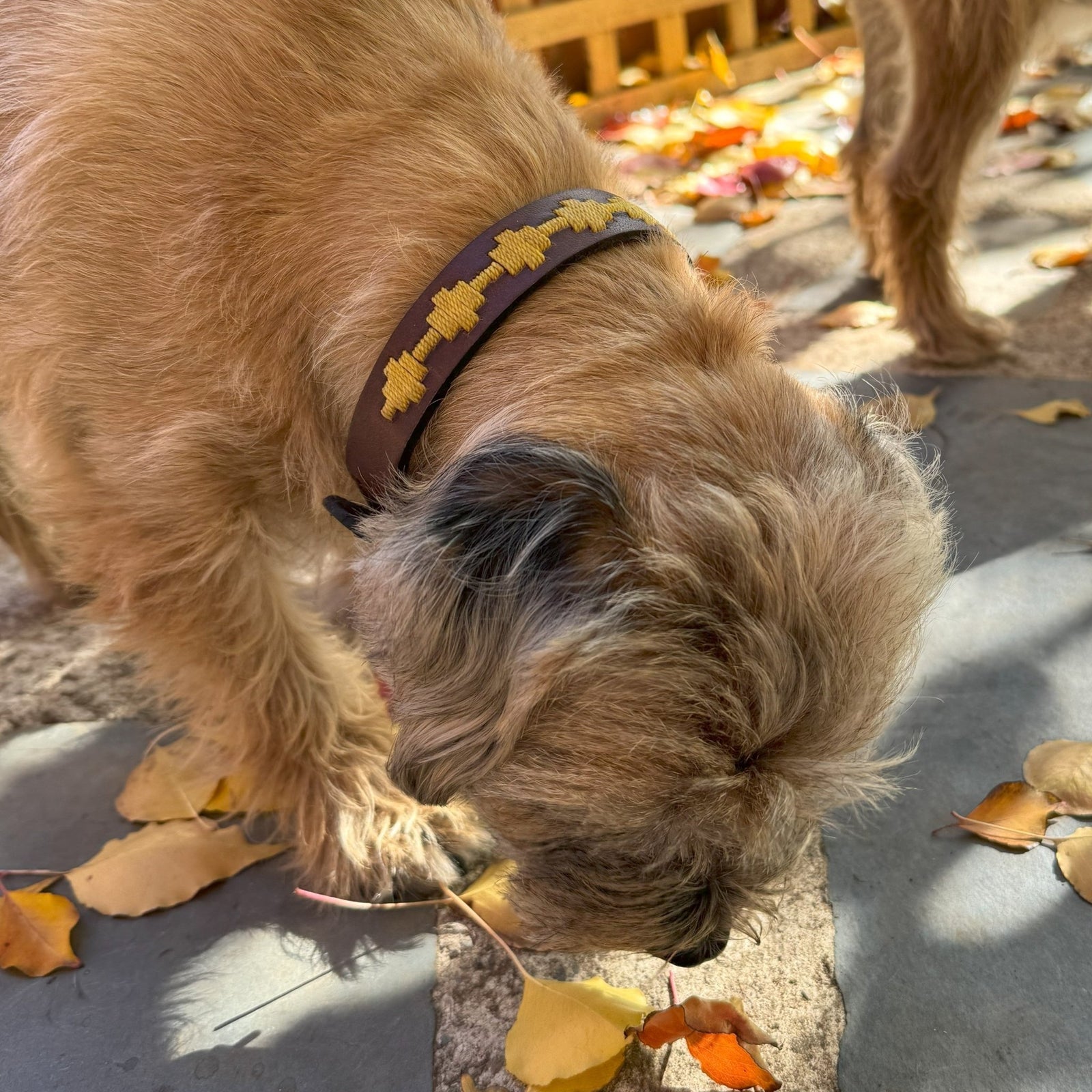 A brown, scruffy dog wearing the Georgie Paws Polo Bark Collar in Wheat sniffs fallen yellow leaves on a stone path. Sunlight highlights its fur and the leaves, while a wooden fence and another dog's legs are visible in the background.