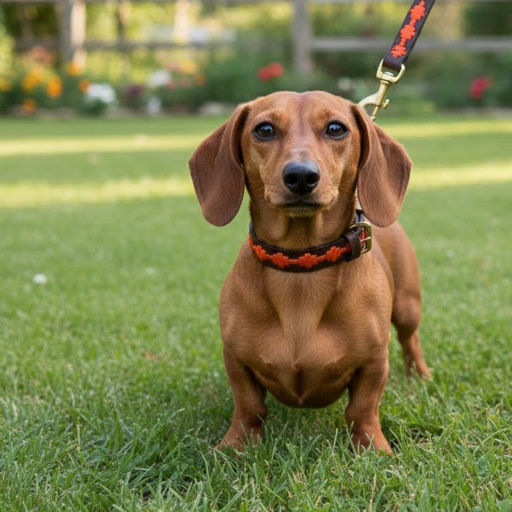 A brown dachshund with short legs stands on green grass, looking at the camera. The dog wears the Georgie Paws Polo Bark Lead in Ochre, a handmade collar and leash crafted from vegetable tanned buffalo leather. Out-of-focus flowers and a wooden fence appear in the bright, sunlit background.