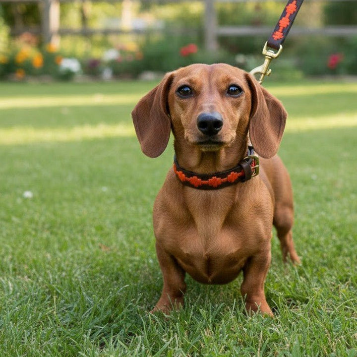 A brown dachshund with short legs stands on green grass, looking at the camera. The dog wears the Georgie Paws Polo Bark Lead in Ochre, a handmade collar and leash crafted from vegetable tanned buffalo leather. Out-of-focus flowers and a wooden fence appear in the bright, sunlit background.