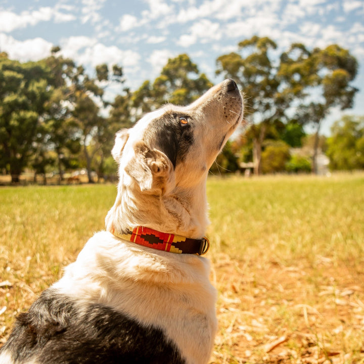 A black and white dog wearing the Georgie Paws Polo Collar – Angus, handcrafted from red patterned vegetable-tanned buffalo leather, sits on dry grass looking upward. Lush green trees and a blue sky with scattered clouds fill the background, while sunlight highlights the dog’s fur.