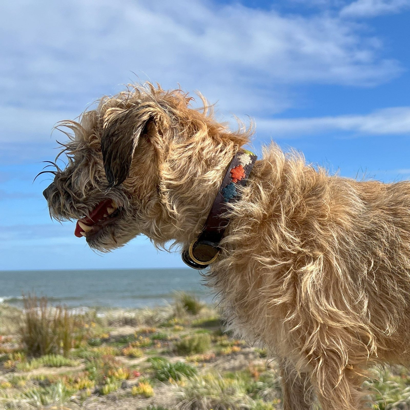 A scruffy tan dog wearing the Georgie Paws Polo Collar - Arvo faces left, standing outdoors near a beach. The dog's mouth is slightly open, and in the background, sand, green plants, and the ocean can be seen under a partly cloudy blue sky, highlighting a sustainable setting.