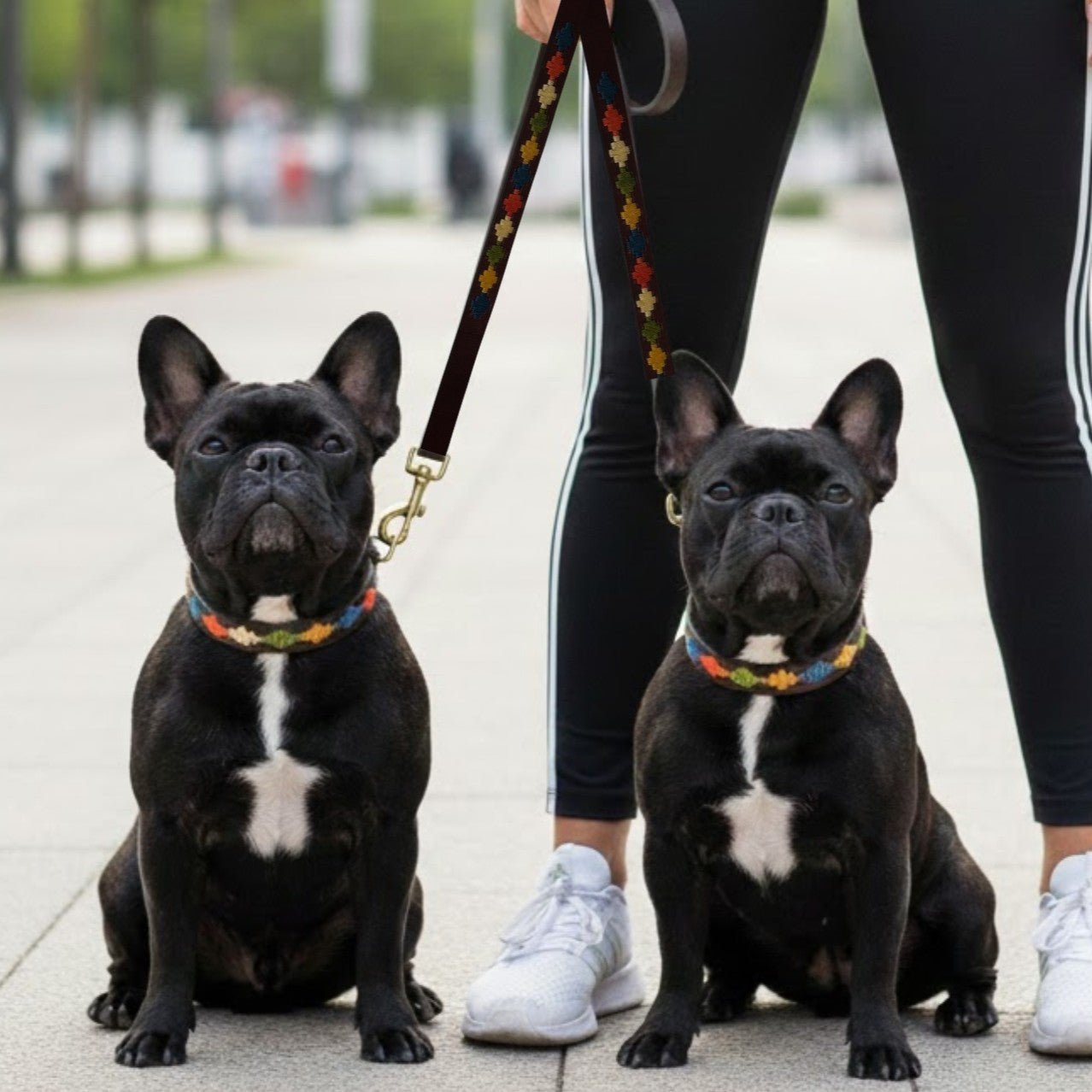 Two black French Bulldogs with white chests sit side by side on a paved walkway, each wearing a colorful, handmade Georgie Paws Polo Collar - Arvo. The dogs are leashed together while a person in black leggings and white sneakers stands behind them. The urban setting features blurred greenery in the background.