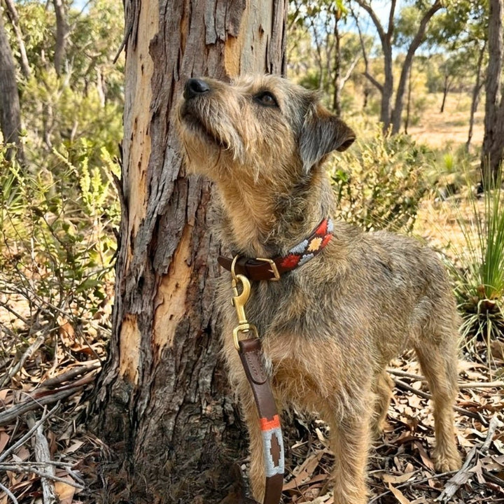 Wearing the Georgie Paws Polo Collar - Gabby, a small, scruffy brown dog stands alertly beside a tree in a sunlit, leaf-strewn forest. The dog’s colorful, handmade collar and leash brighten its look as it gazes upward, surrounded by lush green plants and trees in the background.