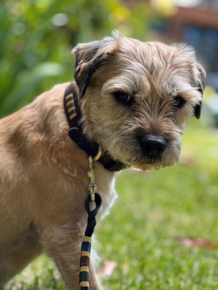 A small, tan dog with wiry fur and dark eyes looks downward while sitting on green grass, wearing the Georgie Paws Polo Collar - Jinky. The natural background is blurred, showing greenery and a hint of a building.