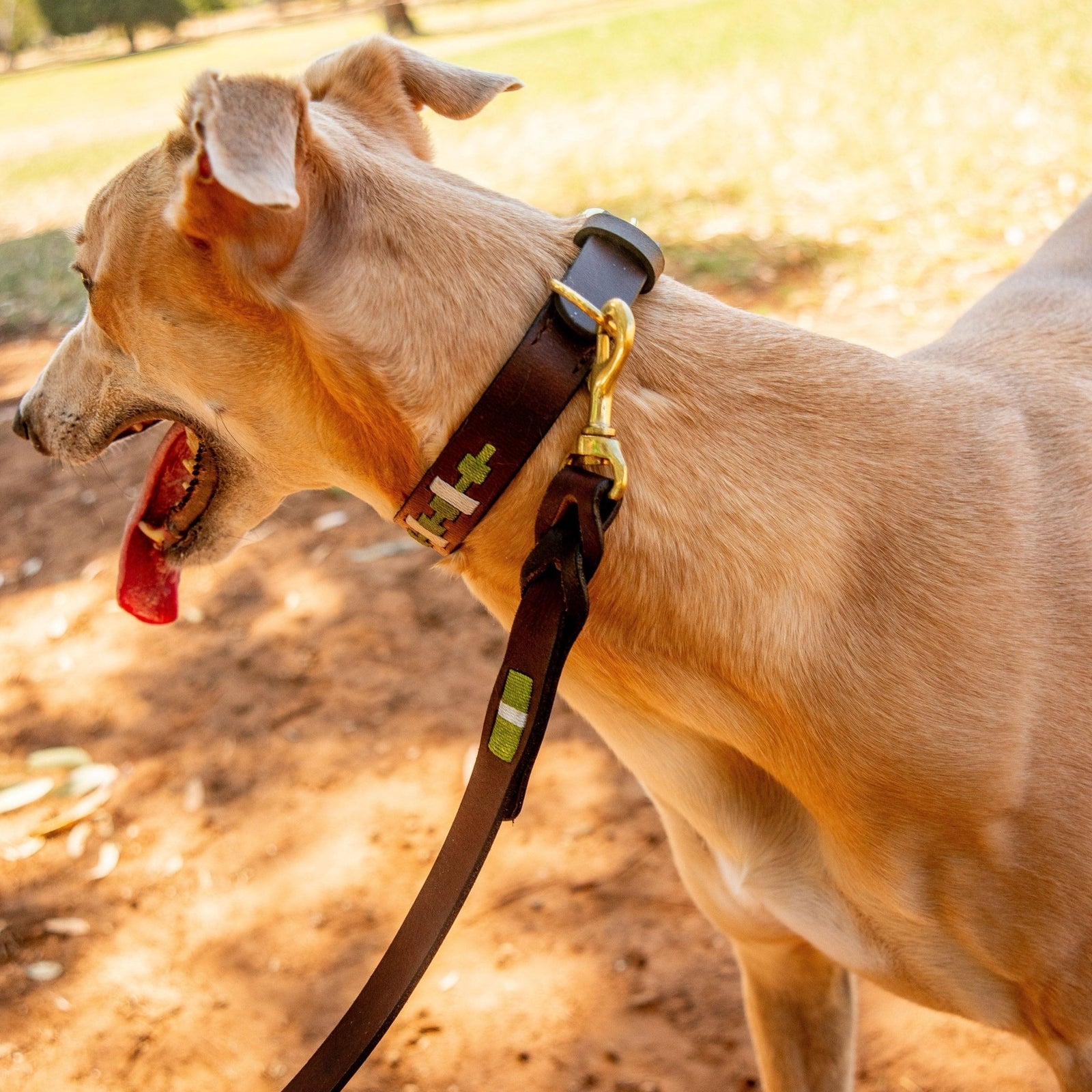 A light brown dog with a white patch on its chest stands outdoors on a leash, panting with its tongue out. The dog wears the Georgie Paws Polo Collar - Lokki Green, crafted from natural, vegetable-tanned buffalo leather and featuring a cactus design. Sunlight highlights dirt and blurred grass in the background.