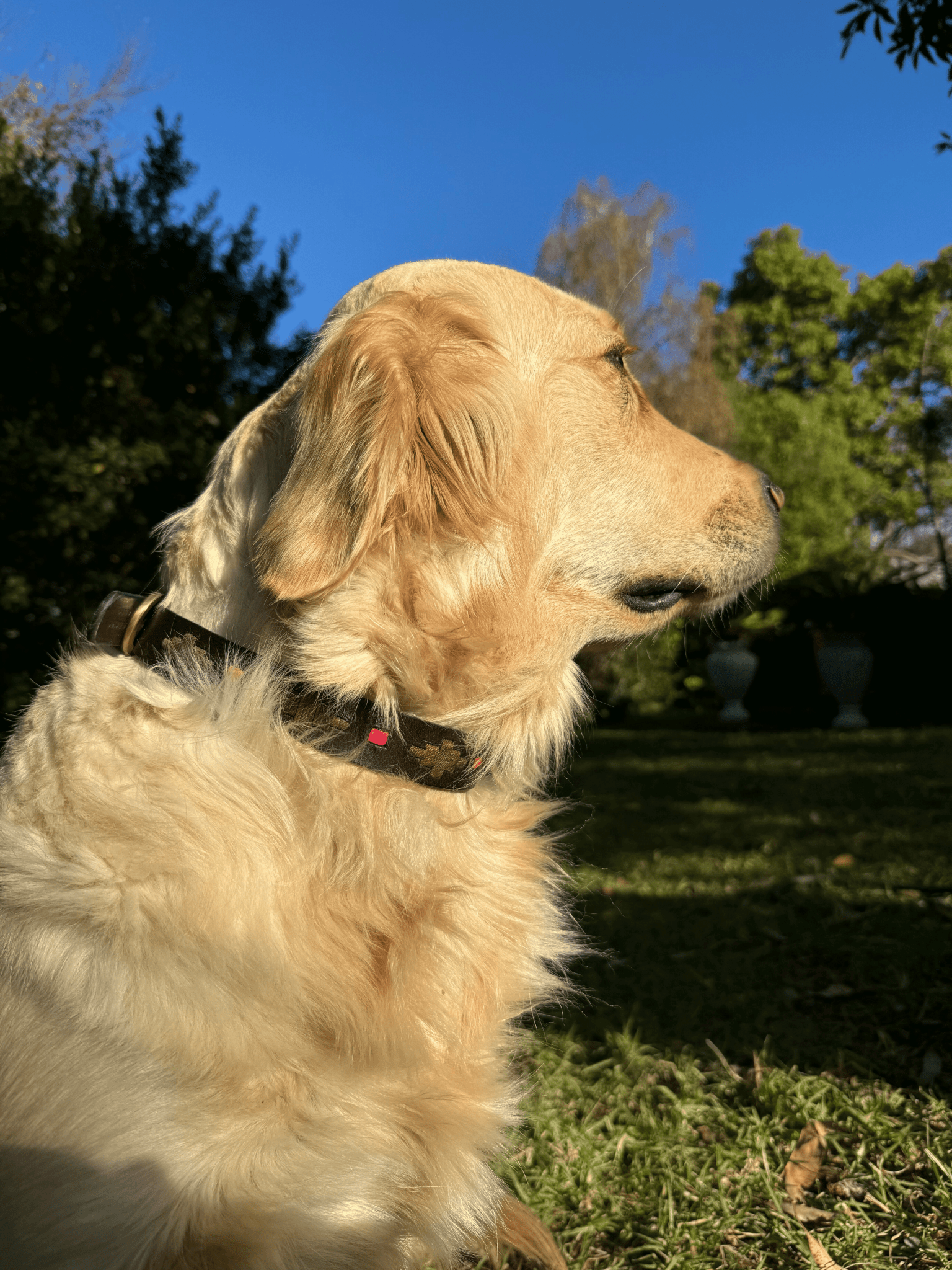 A golden retriever with a shiny coat sits on grass in a sunlit, sustainable garden, facing right while wearing the Polo Collar - Mage from Georgie Paws. Its fur glows warmly in the sunlight, and trees with green foliage and two white urns are visible in the shaded background under a clear blue sky.