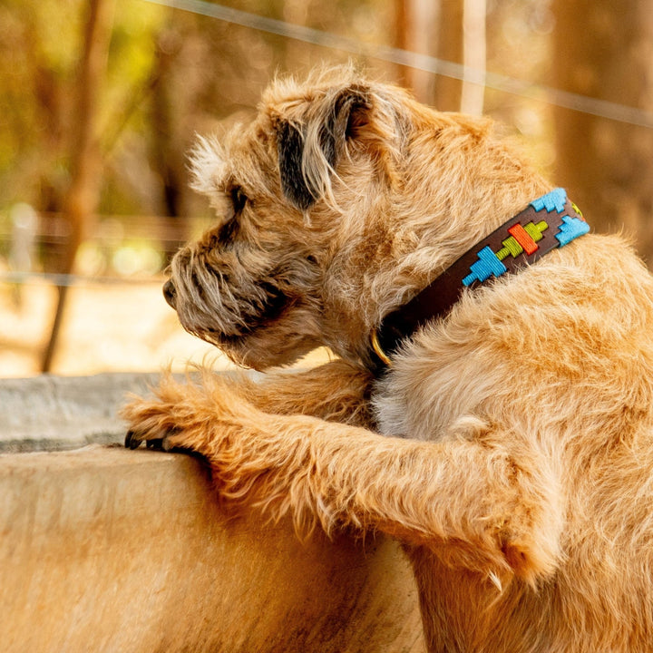 A scruffy tan dog with shaggy fur stands on its hind legs, front paws resting on a stone ledge. It wears the Georgie Paws Polo Collar - Percy, a colorful blue accessory featuring a geometric pattern, thoughtfully handmade from vegetable tanned buffalo leather. The backdrop of blurred trees and sunlight suggests a natural outdoor setting.