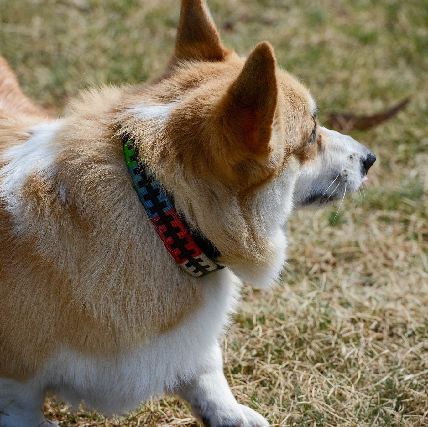 A brown and white corgi with a fluffy coat stands on grass, facing right. The dog wears the Georgie Paws Polo Collar - Reg, crafted from natural vegetable tanned buffalo leather and adorned with colorful blue, green, red, and black checkered squares. Sunlight highlights the corgi's fur and the grassy area.