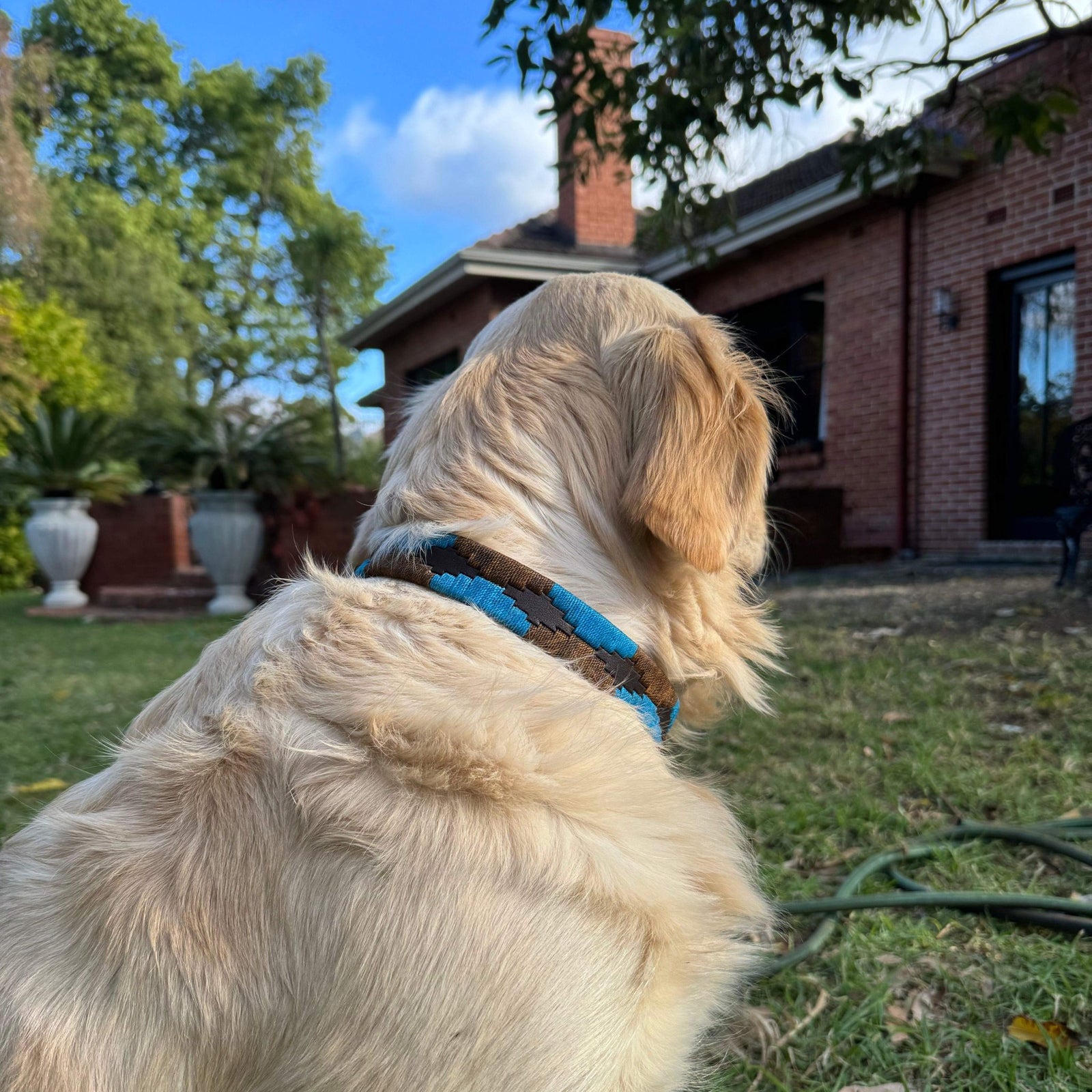 A golden retriever wearing the Georgie Paws Polo Collar in Stubble sits on green grass, gazing away toward a brick house and garden where large white planters, trees, and a hose can be seen. The natural setting is enhanced by a partly cloudy sky with glimpses of blue.