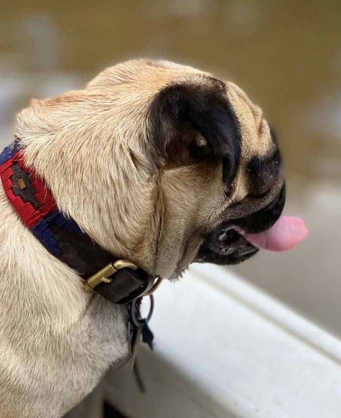 Another view of the Polo Dog Collar in Boxer by Georgie Paws