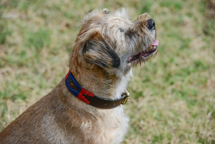 Another view of the Polo Dog Collar in Boxer by Georgie Paws