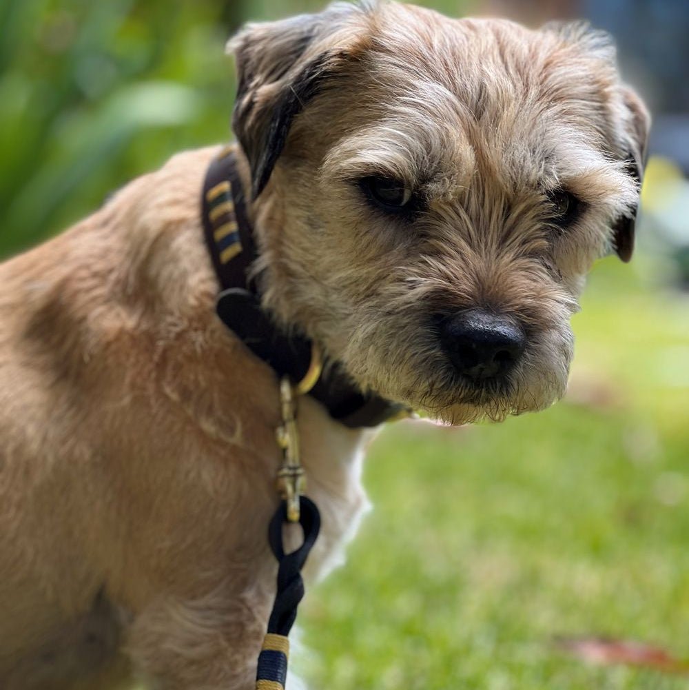 Another view of the Polo Dog Collar in Jinky by Georgie Paws