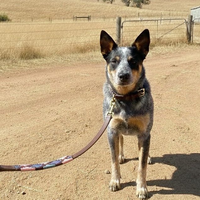 A blue heeler dog stands on a dirt road, facing the camera. The dog is on a leash and wears the Georgie Paws Polo Collar - Annabel, crafted from vegetable tanned buffalo leather. Behind it, dry yellow grass, a wooden fence, a gate, and distant trees stretch under a clear sky.
