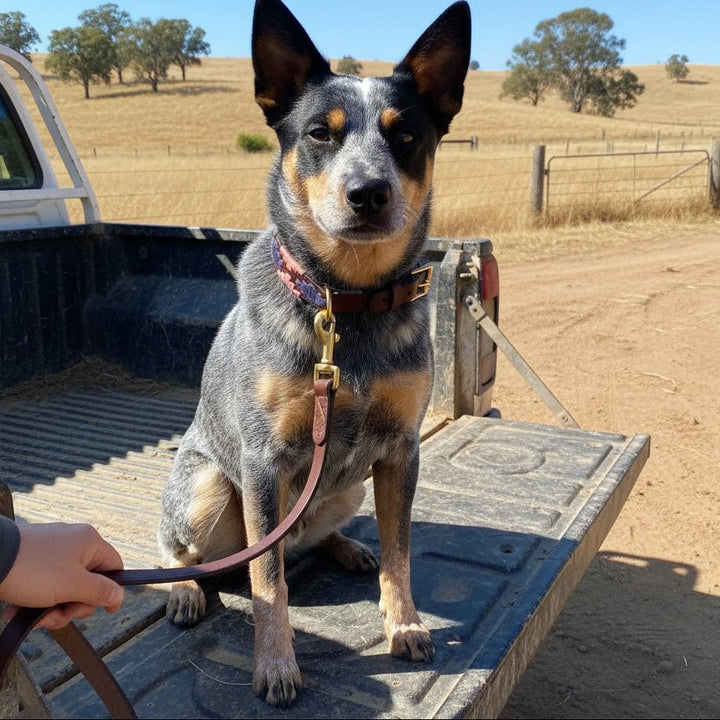 A blue heeler dog with upright ears sits on the dusty tailgate of a pickup truck. The dog wears the Georgie Paws Polo Collar - Annabel, made from vegetable tanned buffalo leather, along with a matching leash held by a person’s hand. Dry grass, trees, and a fence appear in the sunlit rural background.