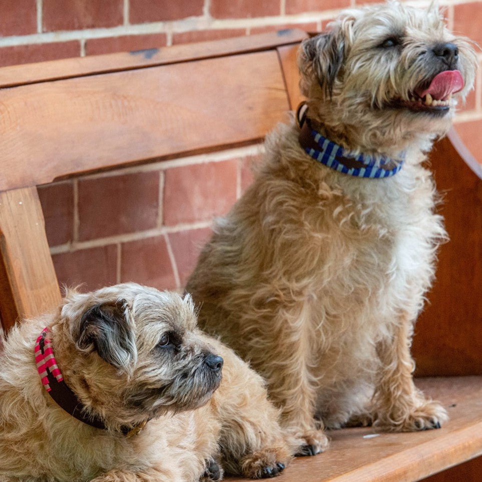Two small, light brown, scruffy dogs sit on a wooden bench in front of a brick wall. One lies down looking left, wearing a red plaid collar. The other sits upright with its mouth open and tongue out, looking right, sporting the Polo Collar - Bluey by Georgie Paws. Their relaxed poses add to the natural charm of the scene.