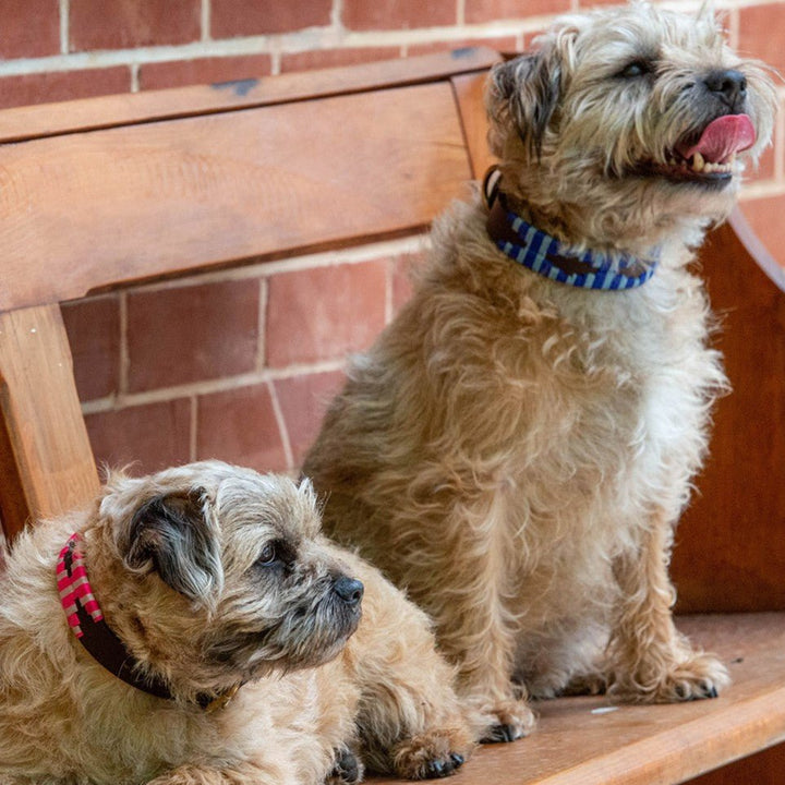 Two small, light brown, scruffy dogs sit on a wooden bench in front of a brick wall. One lies down looking left, wearing a red plaid collar. The other sits upright with its mouth open and tongue out, looking right, sporting the Polo Collar - Bluey by Georgie Paws. Their relaxed poses add to the natural charm of the scene.