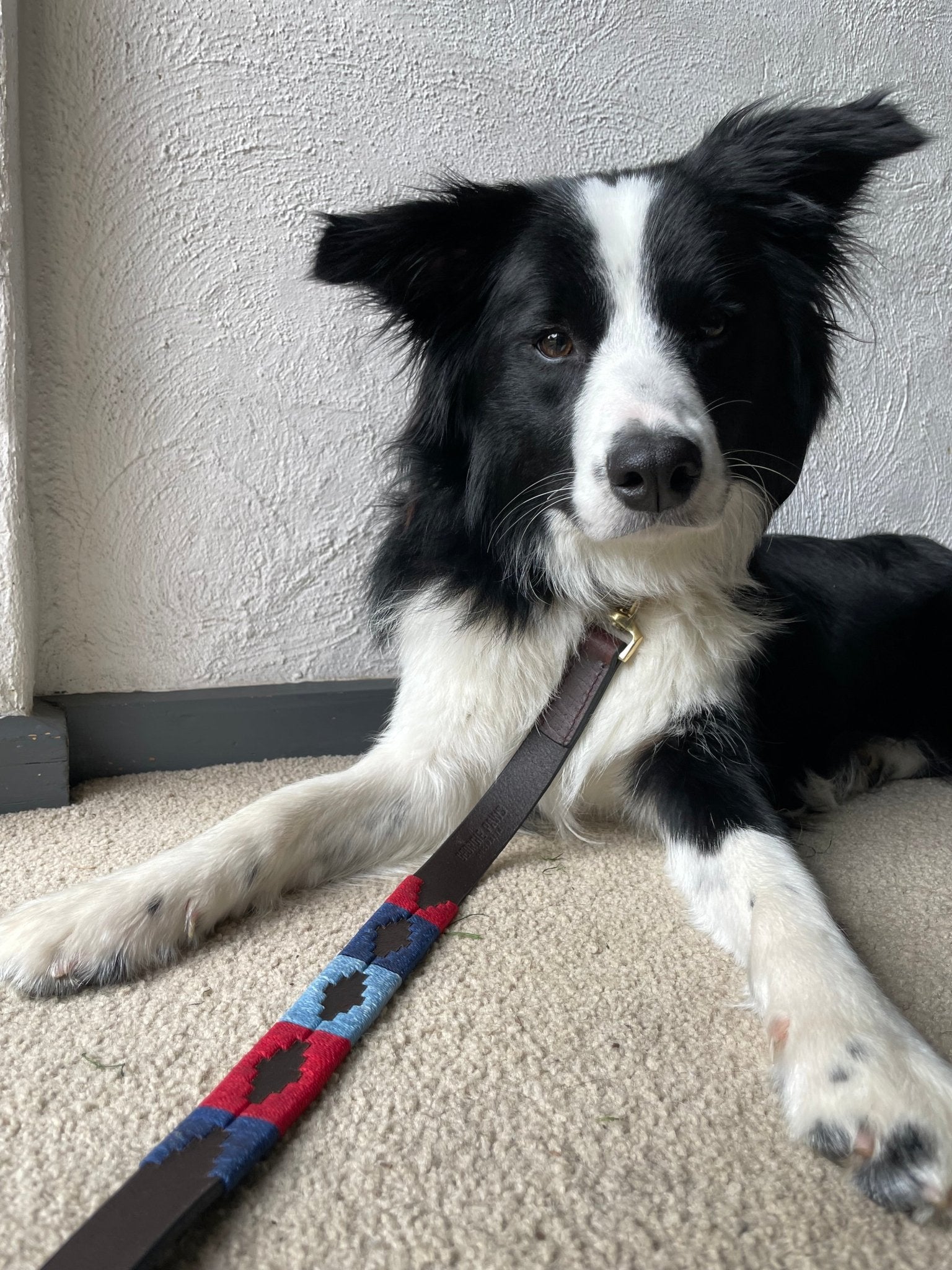 A black and white Border Collie lies on a beige carpet, looking at the camera. The dog wears the Georgie Paws Polo Lead - Claude, a colorful leash with blue, red, and black patterns crafted from sustainable vegetable-tanned buffalo leather. The wall behind is textured white with gray trim at the base.
