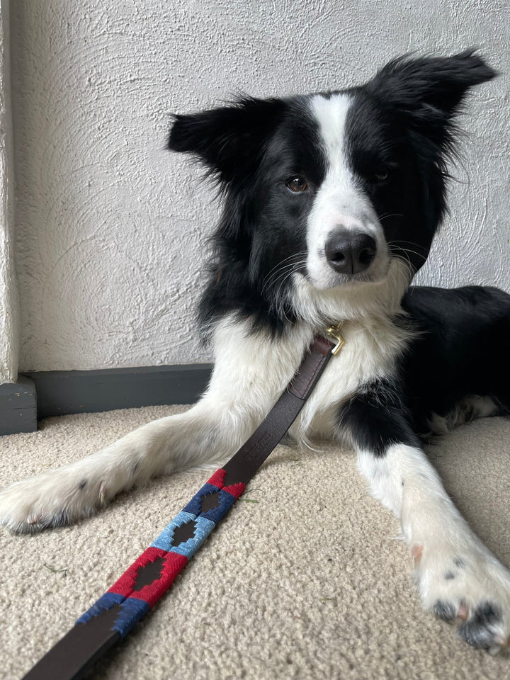 A black and white Border Collie lies on a beige carpet, looking at the camera. The dog wears the Georgie Paws Polo Lead - Claude, a colorful leash with blue, red, and black patterns crafted from sustainable vegetable-tanned buffalo leather. The wall behind is textured white with gray trim at the base.