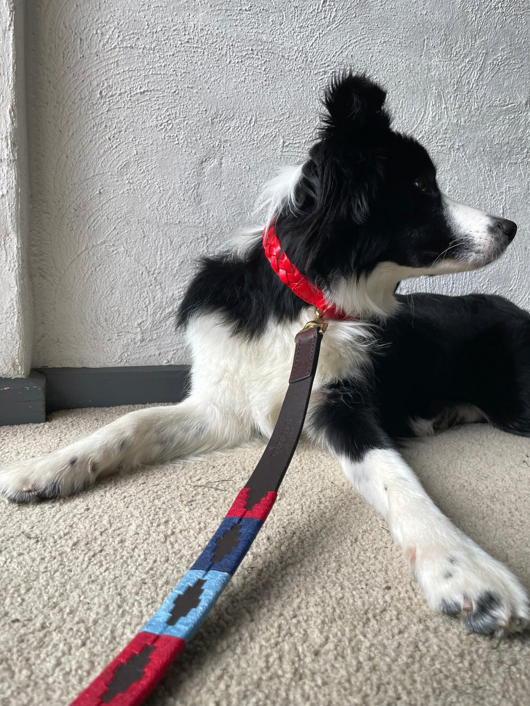A black and white dog with a red collar lies on a carpet facing left. Its front legs are stretched forward, and a colorful Polo Lead - Claude by Georgie Paws, crafted from vegetable tanned buffalo leather featuring a blue and red pattern, is attached to the collar and rests on the carpet. The background is a textured white wall.