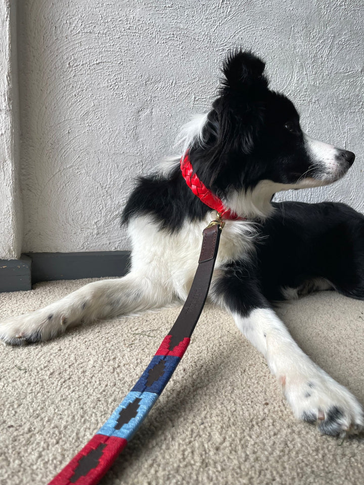 A black and white dog with a red collar lies on a carpet facing left. Its front legs are stretched forward, and a colorful Polo Lead - Claude by Georgie Paws, crafted from vegetable tanned buffalo leather featuring a blue and red pattern, is attached to the collar and rests on the carpet. The background is a textured white wall.