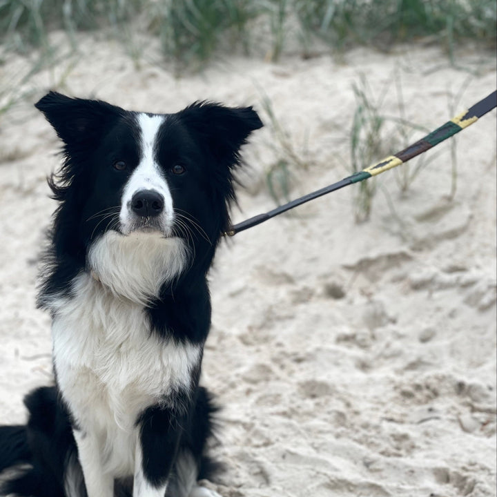 A black and white Border Collie sits on sandy ground at a beach, looking directly at the camera. The dog is on a Georgie Paws Polo Lead - Dean, which features green and yellow markings and is crafted from natural vegetable tanned buffalo leather. Blurry grass is visible in the background.