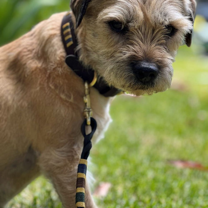 A small, brown dog with a wiry coat stands on green grass, wearing the Georgie Paws Polo Lead - Jinky—a black and yellow striped collar and leash crafted from natural vegetable tanned buffalo leather. The dog looks slightly down and to the side with soft, expressive eyes, while blurred greenery forms the background.