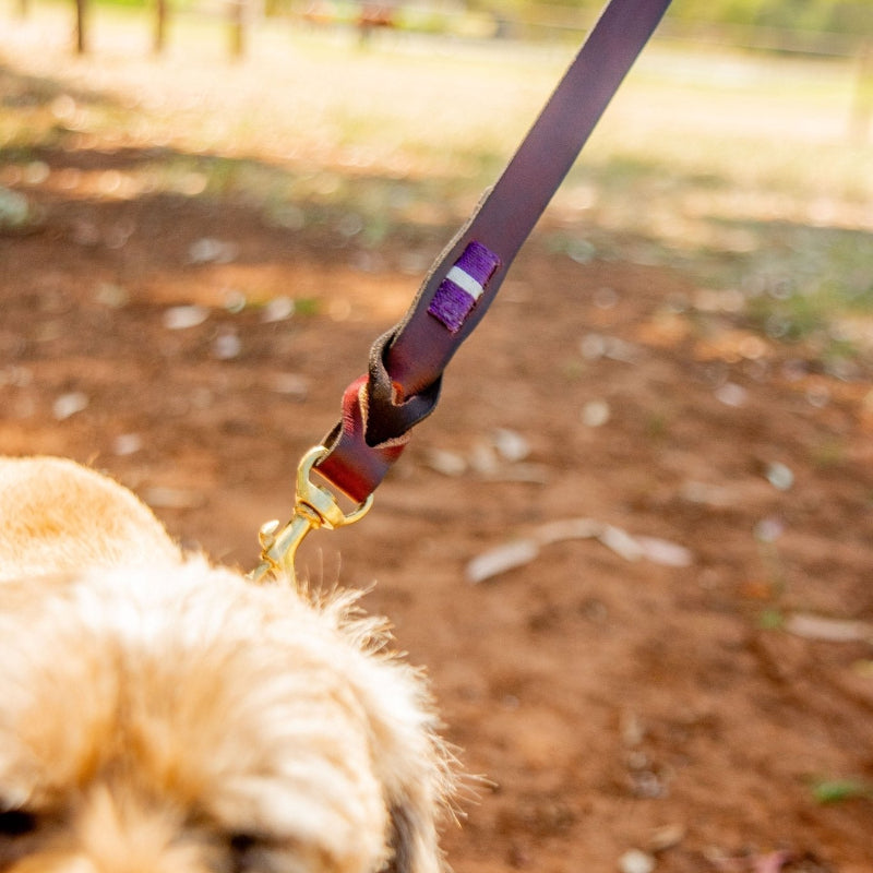 brown leather dog lead with purple handstitching detail on a fluffy dog in a park