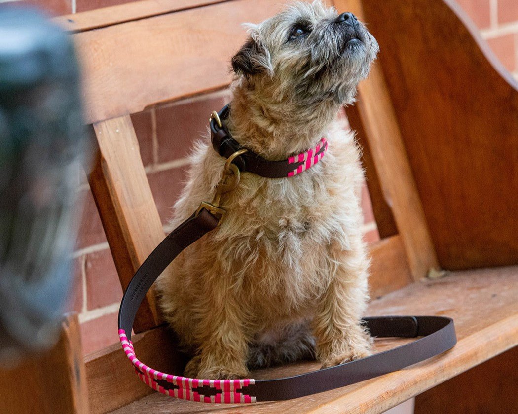A small, scruffy tan dog wearing a pink and black collar and the Georgie Paws Polo Lead - Pinky leash sits on a wooden bench near a brick wall, looking upwards. The dog's sustainable Polo Lead - Pinky leash is looped on the seat.