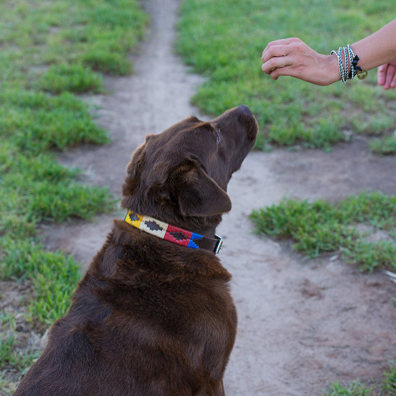 A brown dog wearing the Georgie Paws Polo Collar - Hector sits on a dirt path, attentively looking up at a person with several bracelets, whose hand is held out as if giving a command; grass lines both sides of the path.