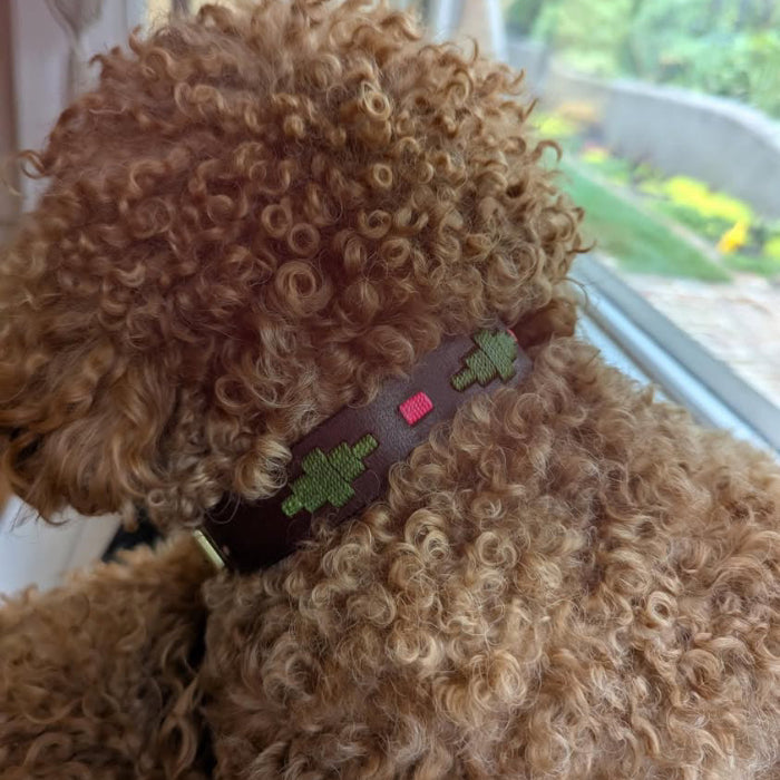 A dog wearing the Georgie Paws Polo Collar in Myrtle, dark brown buffalo leather with green and pink stitching