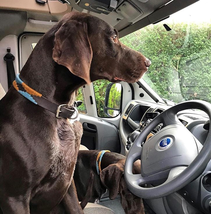 2 Chocolate brown dogs wearing the Georgie Paws Stubble Polo Lead sitting in a vehicle, showing the blue and brown waxed thread detail on the buffalo leather lead