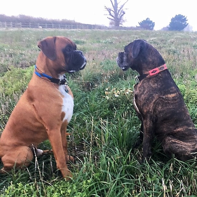 Two boxers sit on green grass. The left, with a brown coat and blue luxury collar, faces the right dog, whose brindle coat is complemented by the Georgie Paws Polo Collar - Poppy in red. A field and trees span the backdrop.
