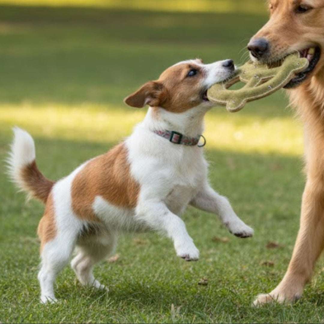A small Jack Russell Terrier and a large Golden Retriever play tug-of-war with the Georgie Paws Peter the Green Pretzel Dog Tug Toy on green grass in a sunny park, with trees and blurred people in the background.