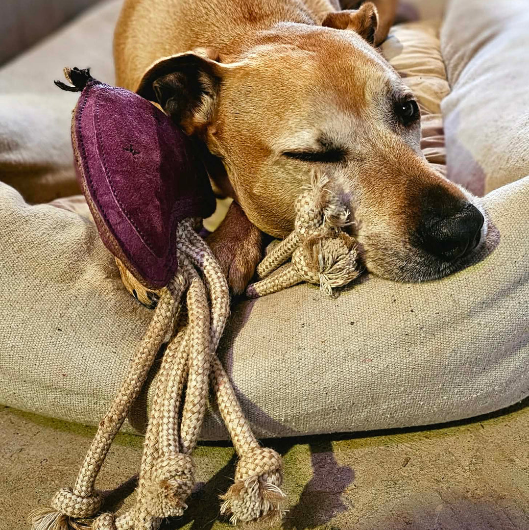 A light brown dog rests on a beige cushion, head next to the Georgie Paws Joe Jellyfish Dog Toy in purple, with thick rope tentacles draped over the cushion.