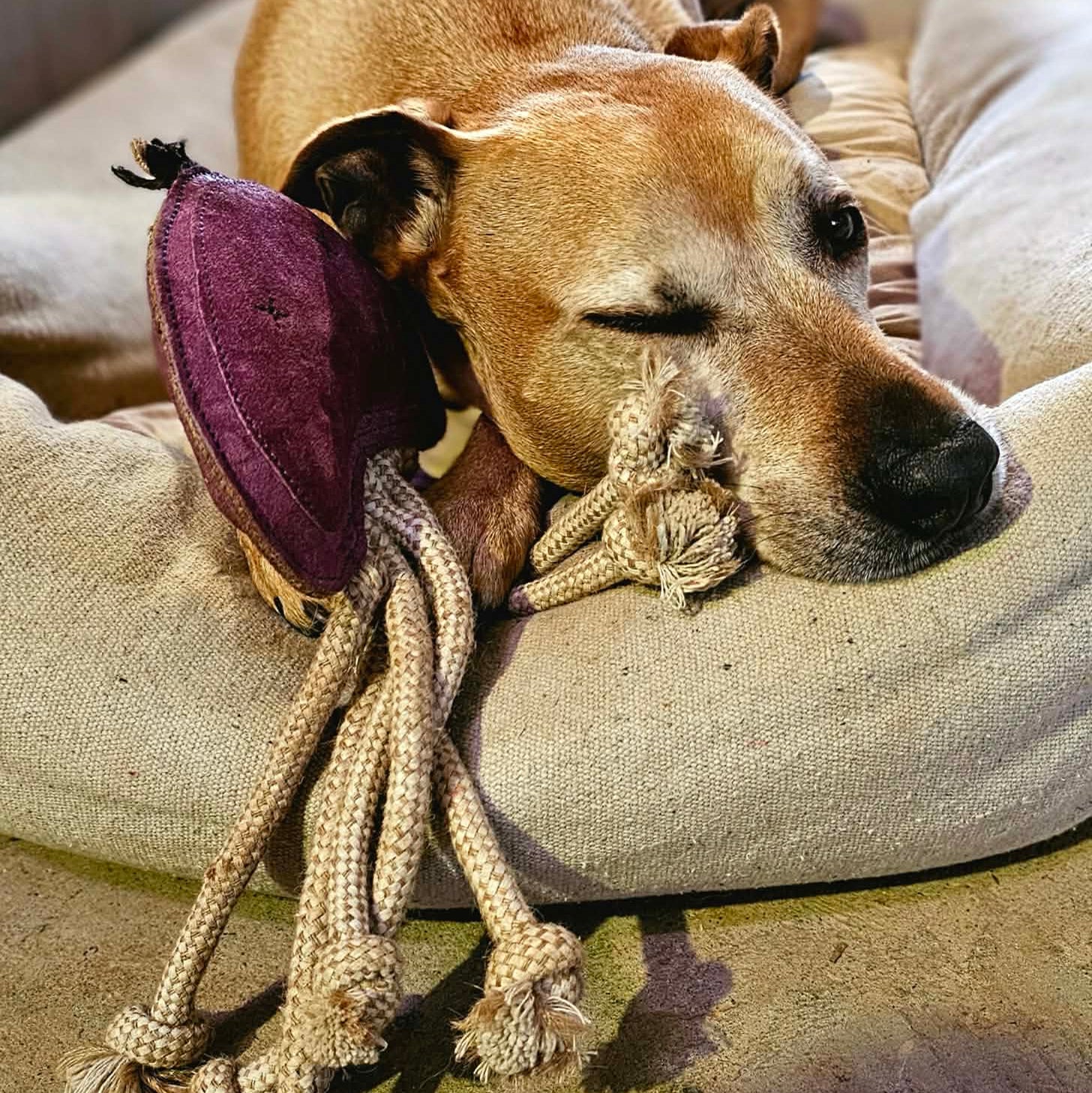 A light brown dog rests on a beige cushion, head next to the Georgie Paws Joe Jellyfish Dog Toy in purple, with thick rope tentacles draped over the cushion.