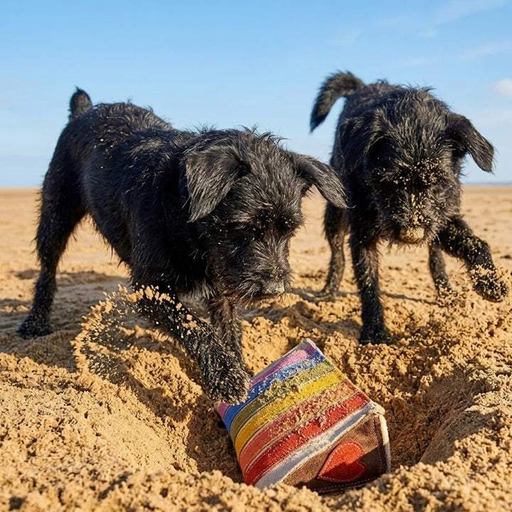 Two small black dogs playfully dig in the sand, focused on a Georgie Paws Rainbow Cake Dog Toy partly buried nearby. Sand flies as they kick and play under a bright blue sky.