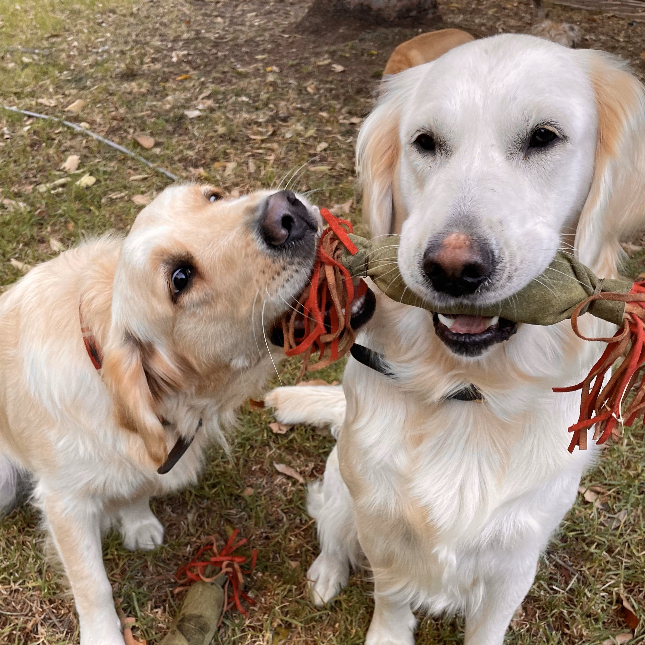 Two golden retrievers outdoors, one holding a Georgie Paws Sizzling Sausage - spinach toy in its mouth, looking at each other. The background shows grass and a tree.