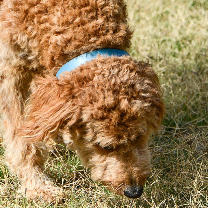 A curly-haired brown dog wears the Georgie Paws Cooper Collar - Storm while sniffing dry grass under the sun, its face and head in sharp focus with its nose close to the ground.