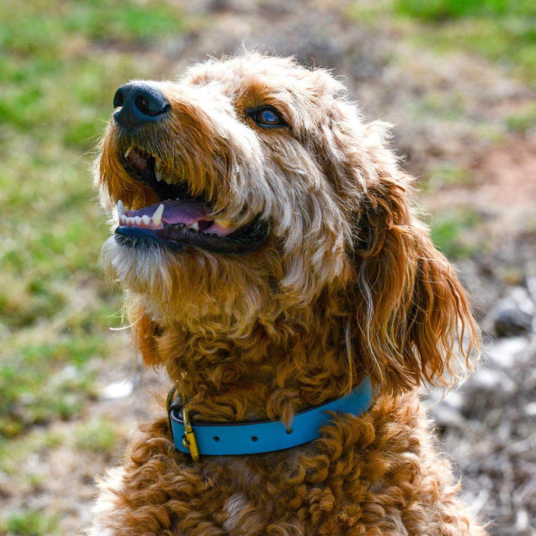 A fluffy, curly-haired brown dog wears the Georgie Paws Cooper Collar - Storm in blue, looking upward with its mouth open on a sunny day outside, surrounded by green grass and a dirt path.