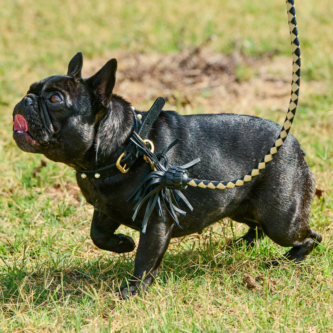 A black French Bulldog stands on sunlit grass, looking to the left with its tongue out. The dog is wearing a handmade black collar crafted from sustainable vegetable tanned buffalo leather with gold details and a decorative tassel, and is attached to the Swanky Lead - Navy by Georgie Paws.