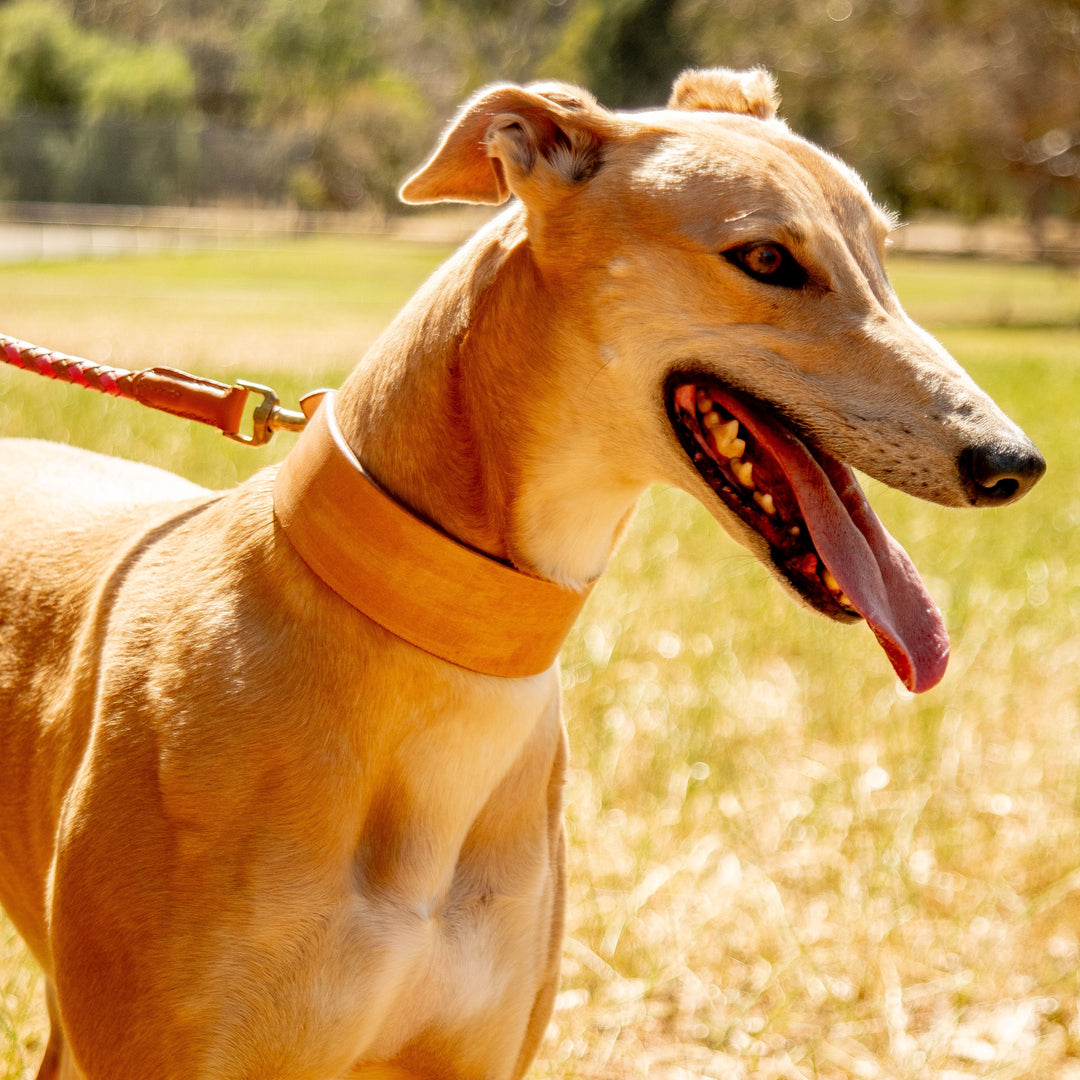 A tan greyhound wearing the Georgie Paws Duke Collar - raw, made of veg-tanned leather, stands on grass with a red leash. Panting and looking right, sunlight highlights its short fur against blurred trees and a fence.