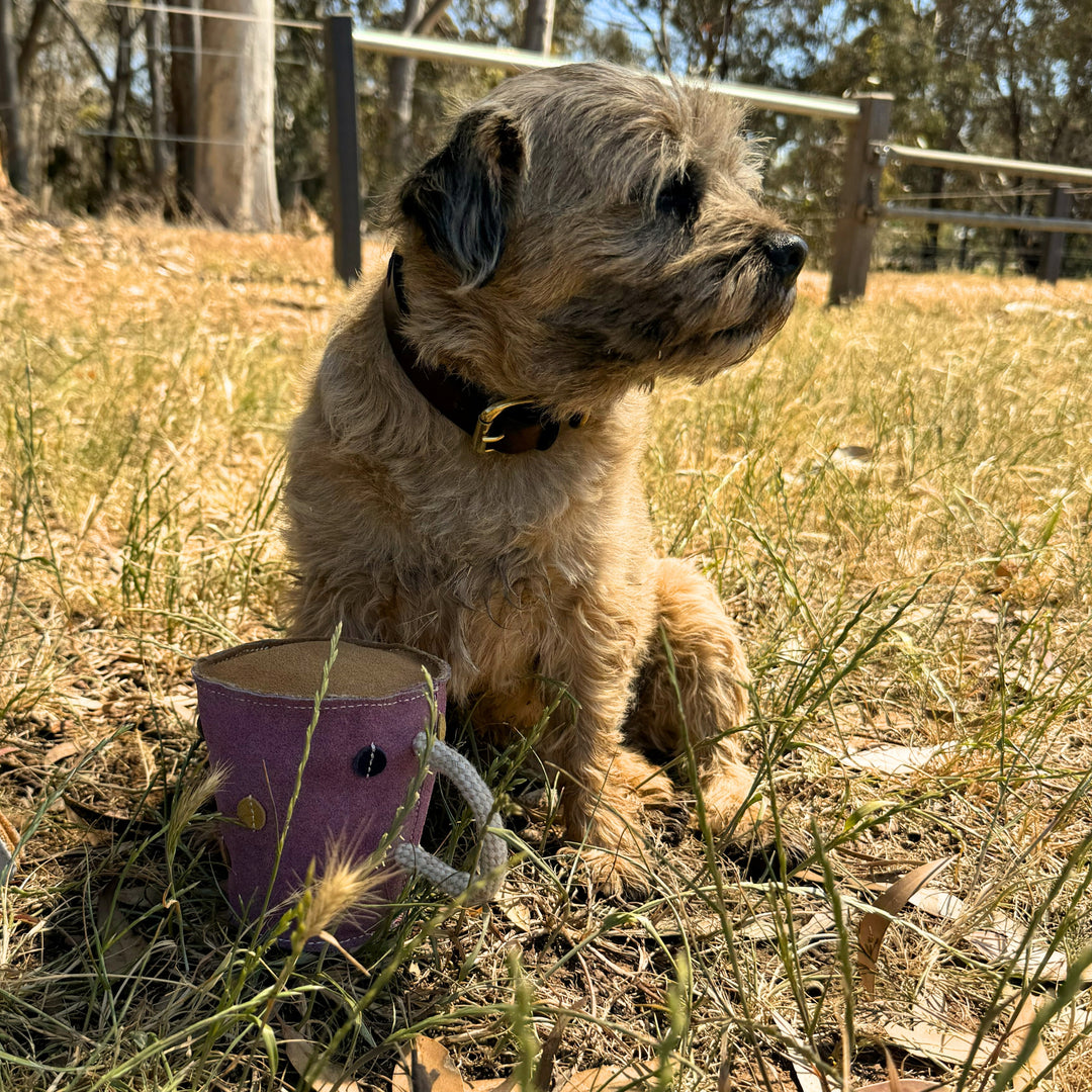 A small, scruffy brown dog wearing a dark collar sits on dry grass next to the Georgie Paws Tea in a Mug Dog Toy. Sunlight filters through trees, highlighting a rustic outdoor setting with wooden fences and leaves.