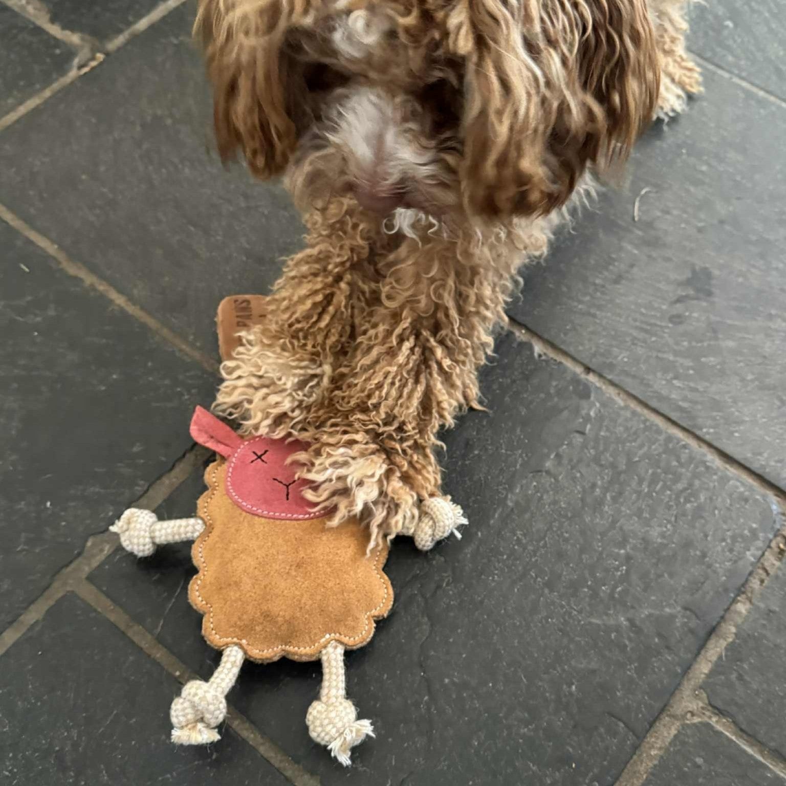 A curly-haired brown dog stands on a dark tiled floor, holding Georgie Paws' Mary the Lamb - natural chew toy with rope limbs under its paws. The dog's face is partially visible as it focuses on the well-loved, slightly worn toy.