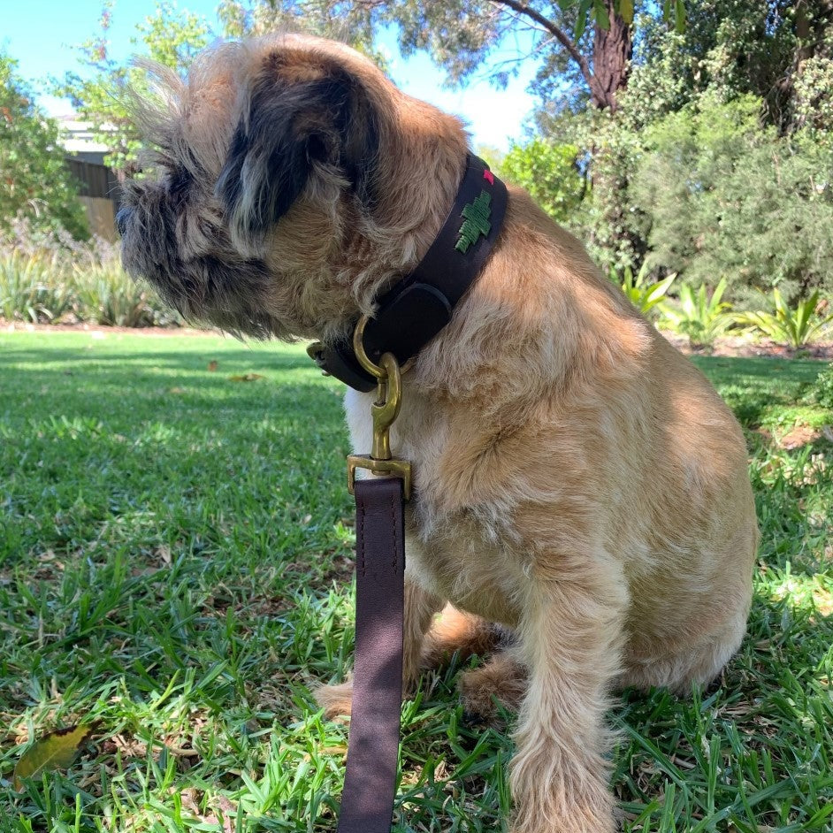A small, scruffy terrier-type dog with a brown and black coat sits on a lush green lawn. The dog is wearing a Polo Collar - Myrtle made by Georgie Paws and crafted from buffalo leather, featuring durable brass hardware and leaf patterns. Trees and foliage are visible in the background, suggesting a park or garden setting.