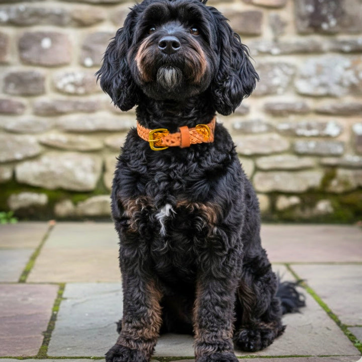 Wearing the Georgie Paws Tonto Collar in Tan, a curly-haired black dog with tan markings sits on a paved patio before a stone wall, gazing directly at the camera. The natural setting highlights its relaxed presence.