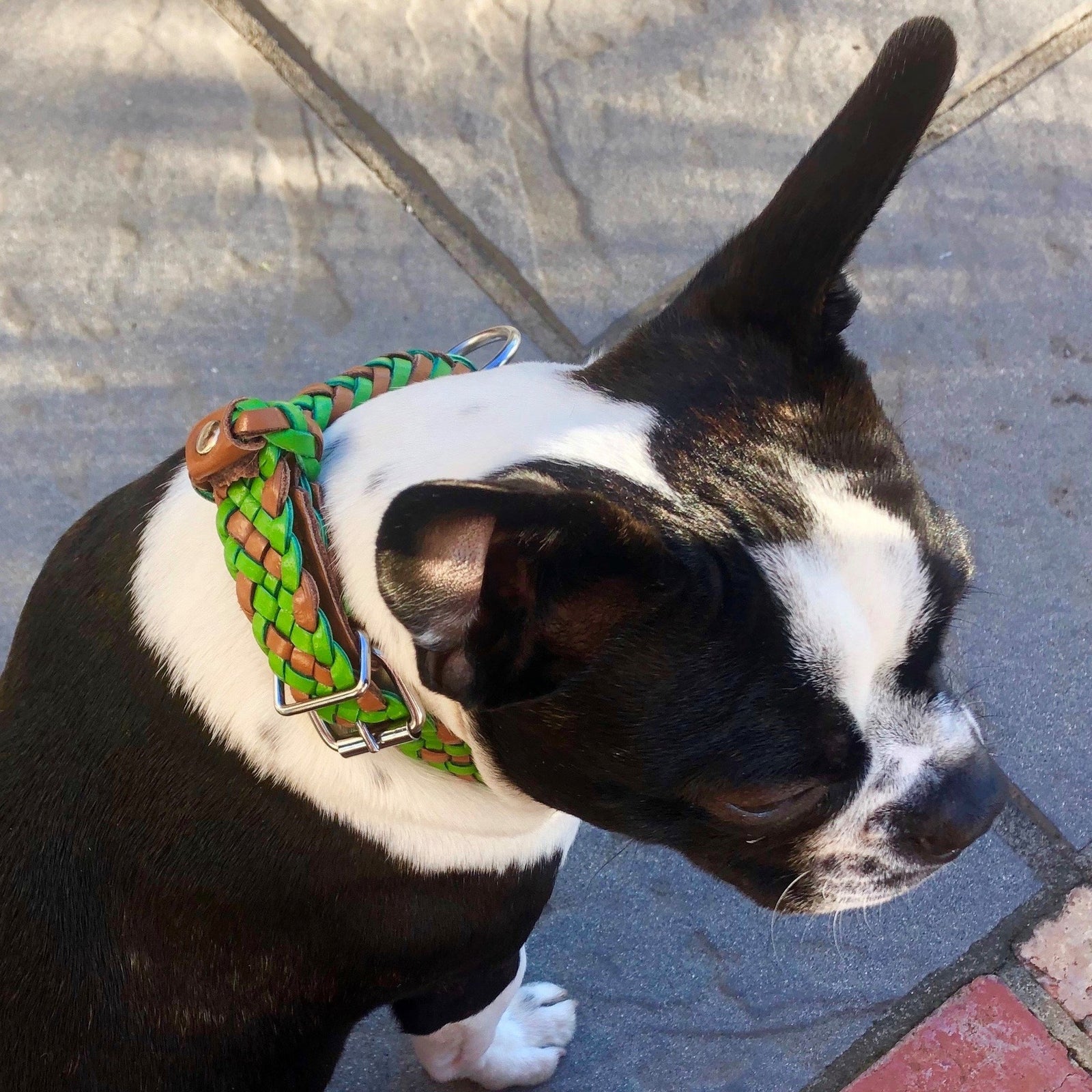 A black and white dog with upright ears sits on a stone patio, wearing a bright Green Tonto Collar by Georgie Paws. Facing slightly right and looking down, sunlight highlights the fur on its head and back.