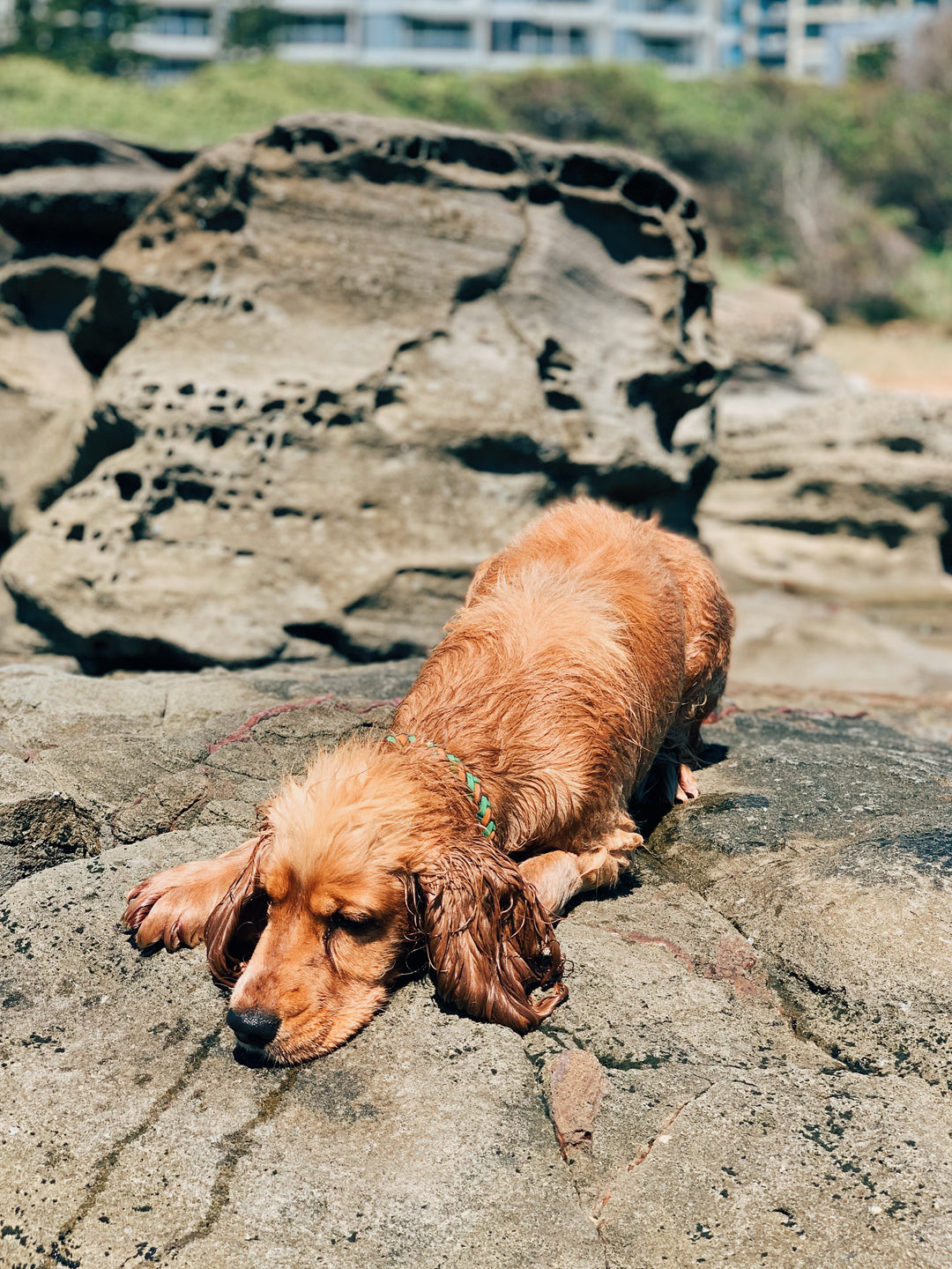 A wet, golden-brown dog wearing the Georgie Paws Tonto Collar - Green lies relaxed on a sunlit rock. Rugged rocks, greenery, and blurred buildings in the background create an outdoor, coastal vibe.