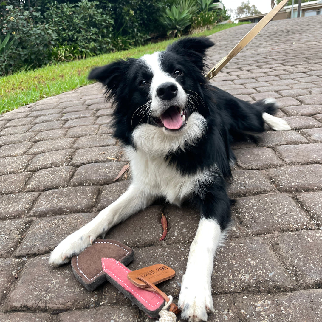 A black and white dog with a fluffy coat lies on a stone path, looking up playfully. In front of its paws is the Georgie Paws Trusty Trowel - Dog Toy, while it rests on a tan leash surrounded by green foliage.