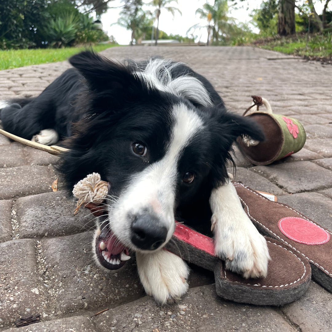 A black and white dog lies on a stone path, chewing the Trusty Trowel - Dog Toy from Georgie Paws. With playful head tilt and perked ears, it holds a stick, greenery and palm trees blurred behind. Another toy rests nearby.